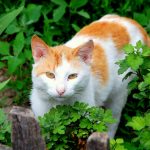 кошка